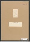 Diatomeae indet. Zeichnungen Sammlung Grunow Nr. 5815 (NHMW-BOT-W0374232)